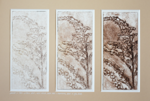 Grafika artystyczna na ścianę, Technika mieszana, kolor, sygnowana 24,0 x 42,0 cm - tryptyk NAWŁOĆ Z CYKLU Z ŻYCIA ZIÓŁ