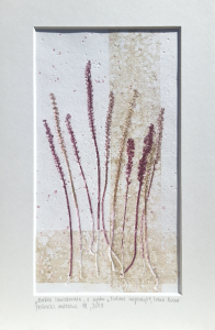 Grafika artystyczna na ścianę, Technika mieszana, kolor, sygnowana 12,0 x 18,0 cm - BABKA LANCETOWATA Z CYKLU ZIOŁOWE INSPIRACJE
