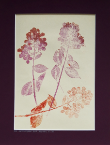 Grafika artystyczna na ścianę, Monotypia, kolor, sygnowana 24,0 x 32,0 cm - MOJA HORTENSJA VI